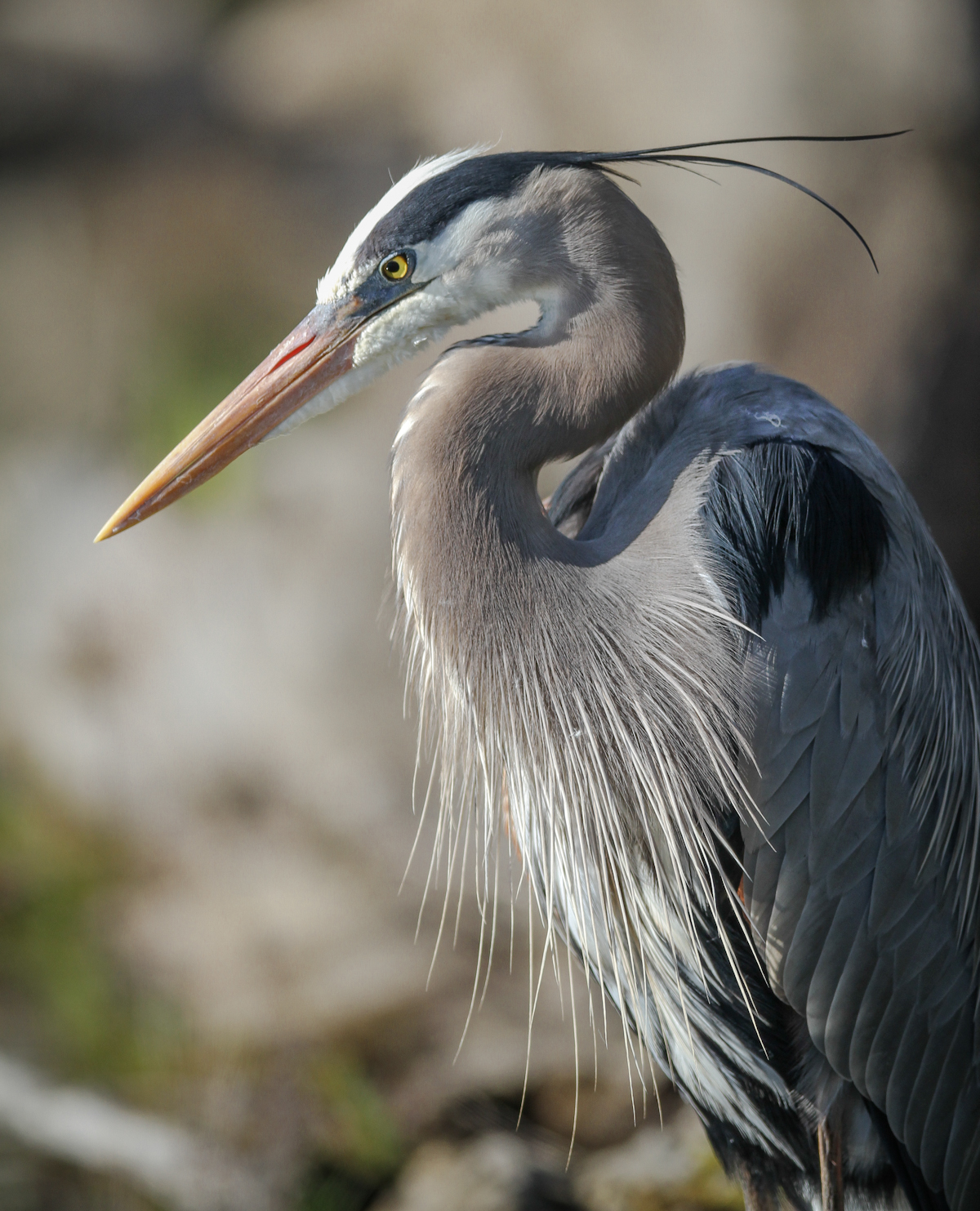 great-blue-heron-close-up-rick-mcmeechan-conservancy-for-cuyahoga