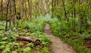 Photo of CVNP Trail