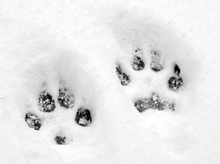 wild animal paw prints in snow