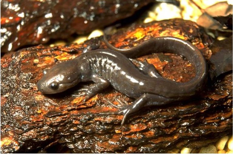 Salamander Migration Season In Cvnp Conservancy For Cuyahoga Valley