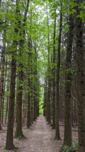 Line of Pines in CVNP