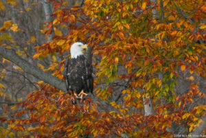 A bald eagle is perched around orange and golden autumn leaves.