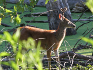 Mediumsized buck near water