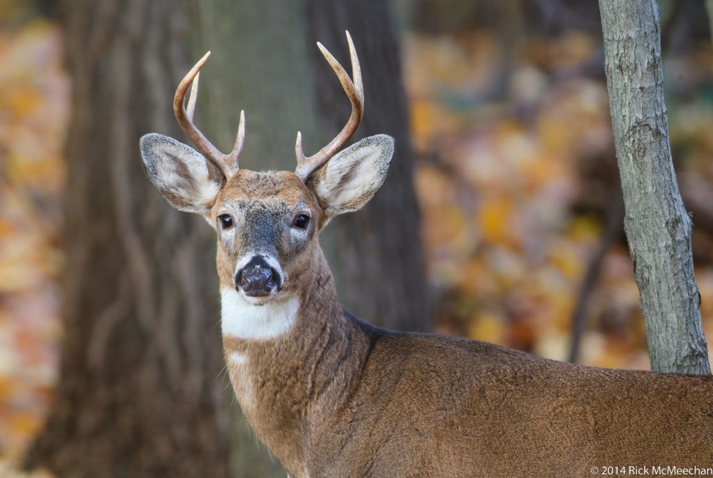 white-tailed-deer-antlers-conservancy-for-cuyahoga-valley-national-park