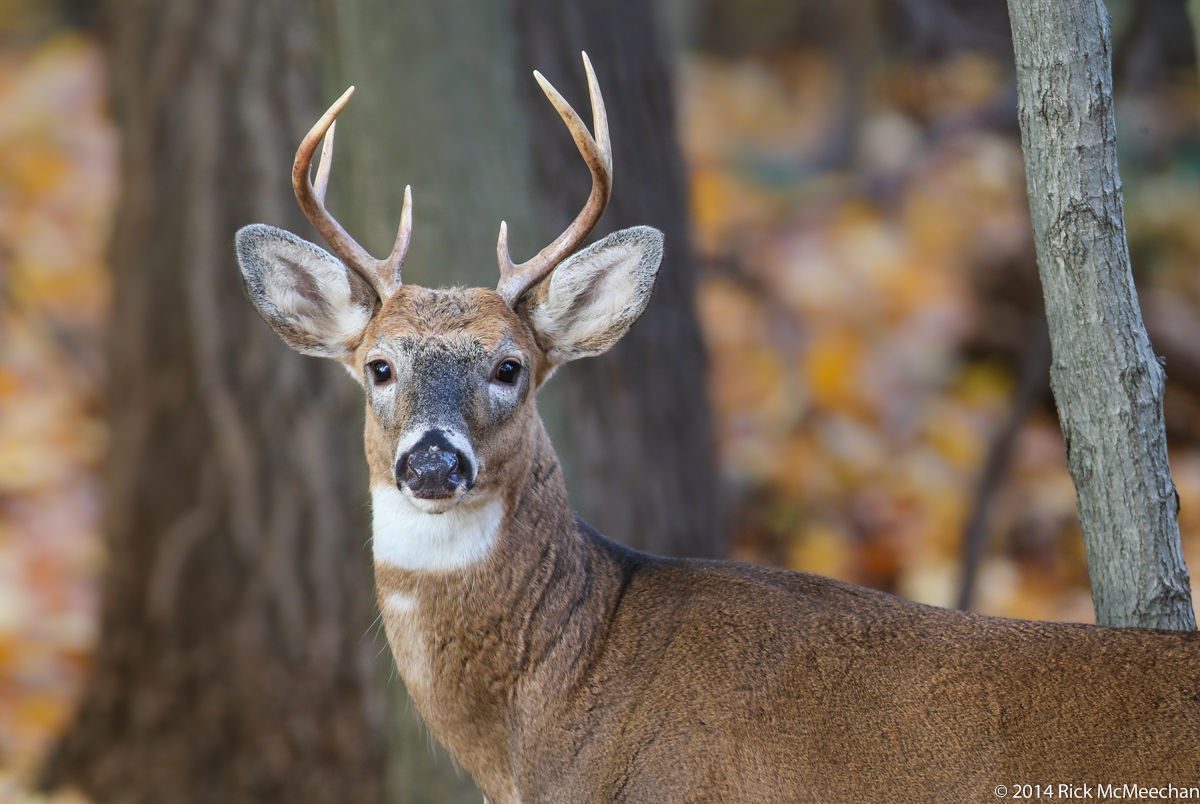 Buck Deer Pictures