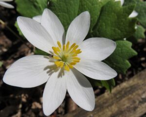 White and yellow bloodroot flower