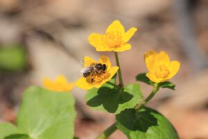 Photo of a bee on a yellow marsh marigold flower