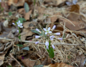 Many small white and purple flowers blooming