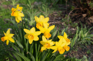 Many yellow Daffodils blooming