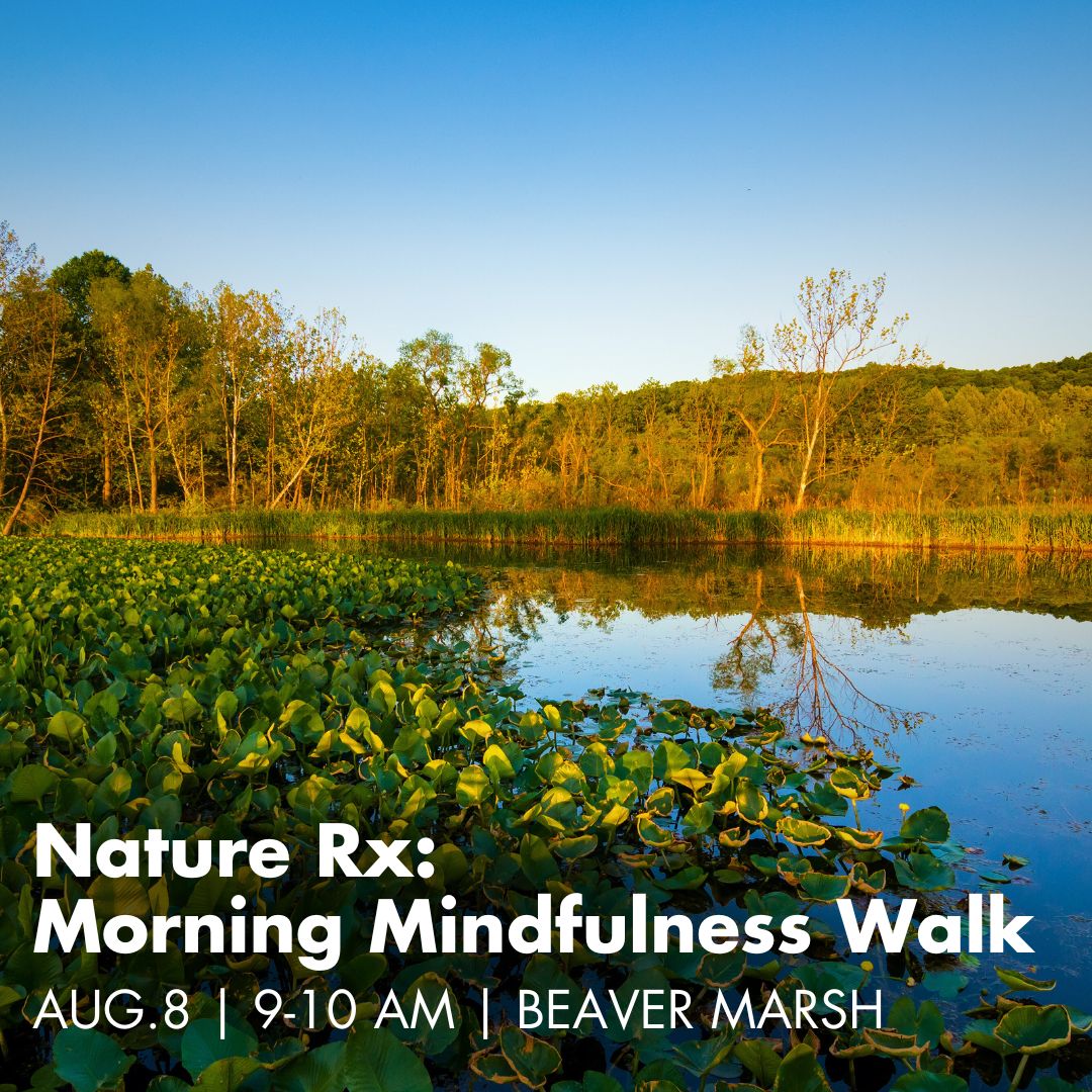 A photo of Beaver Marsh with lily pads in the water serves as the backdrop for text that reads Nature Rx, Morning Mindfulness Walk, August 8, 9 to 10 am, Beaver Marsh.