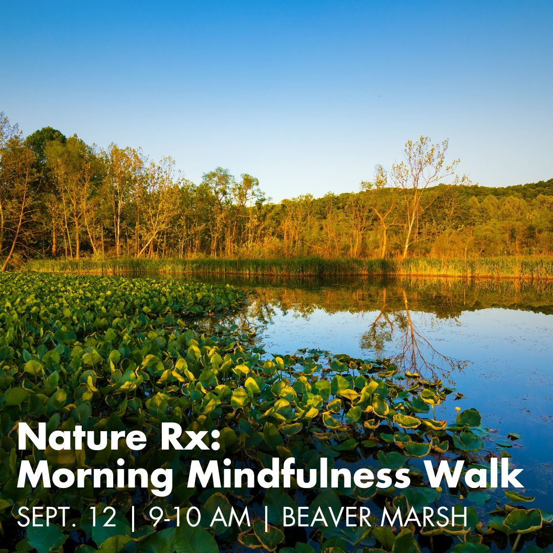 A photo of a marsh with lily pads in the water. Text on the image reads Nature Rx, Morning Mindfulness Walk, September 12, 9 to 10 am, Beaver Marsh .