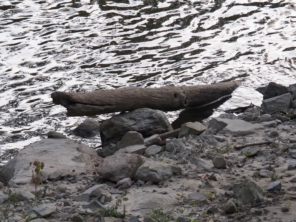 Example of tree trunk placed in the riverbed.
