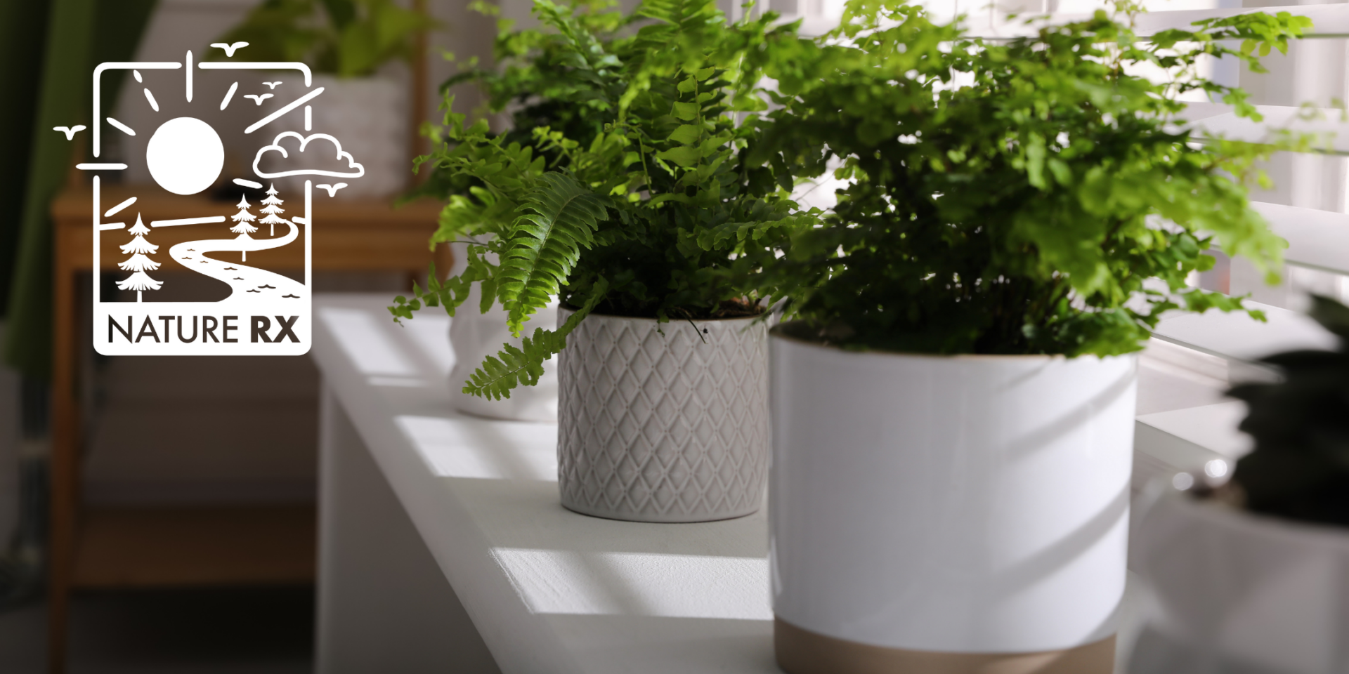 Two plants on a table near a window.