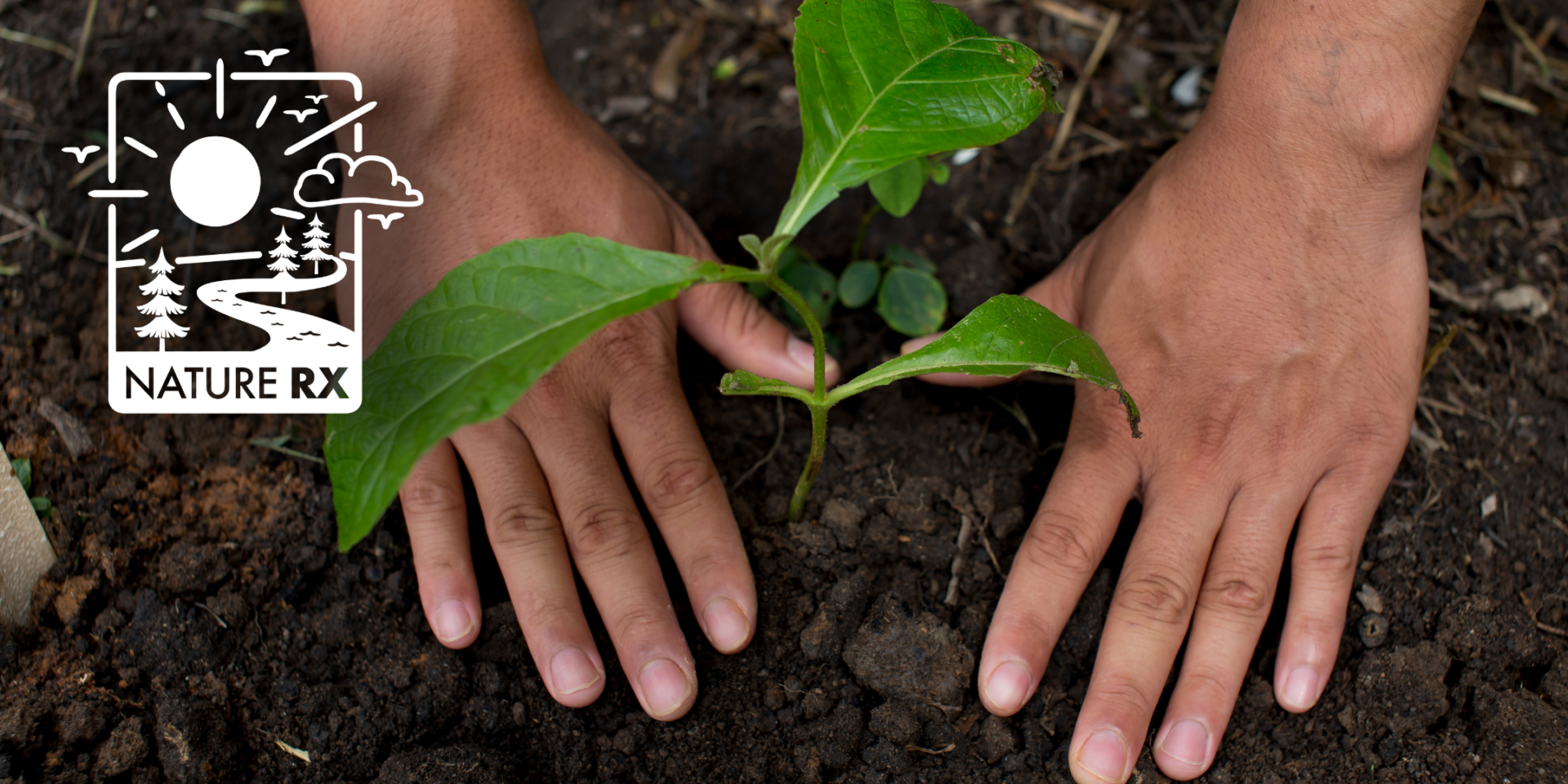 Hands planting a plant in the dirt.